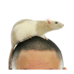Mouse on man's bald head