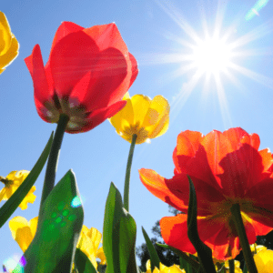 Tulips under blue sky and bright sun