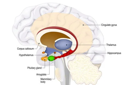 brain including hippocampus