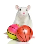 rat balls 860x860 1