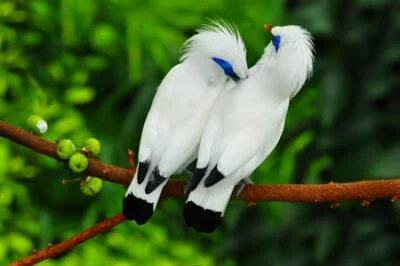 White tropical birds