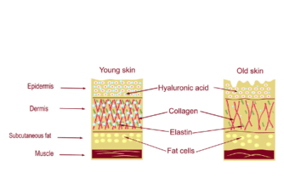 Skin loses elastin and collagen with age