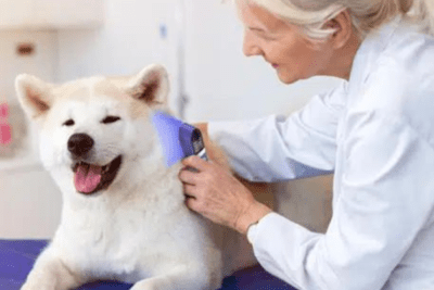 Visum Light dog pain treatment