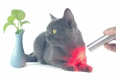 use novaa light pro on cats dogs